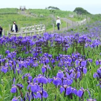 一面紫のじゅうたん　アヤメ見頃【厚岸】(2024-06-23)