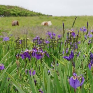 北方原生花園でヒオウギアヤメ見頃【根室】(2024-06-27)
