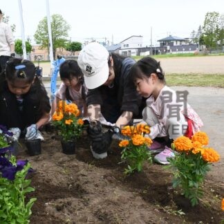 花々色鮮やかに　光陽小児童とＰＴＡ花壇整備【釧路市】(2024-06-13)