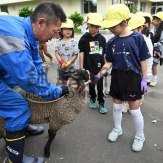 昭和小に羊仲間入り　児童歓迎、飼育始まる【釧路市】(2024-06-27)