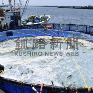 トラウトサーモン海面養殖　最終年度実証実験始まる【釧路市】(2024-06-13)