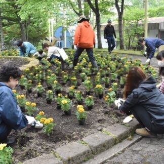 マリーゴールドなど植栽　釧路ライオンズク、動物園花壇に１０００株【釧路市】(2024-06-15)