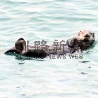 野生ラッコ「見つけた」　家族ら霧多布岬で観察会【浜中】(2024-06-13)