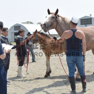自慢の種馬 美しさ競う　共進会に１７頭出品【釧路市】(2024-07-17)