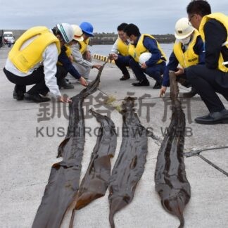 実証実験のコンブ順調　市漁協、ブルーカーボンで取り組み【釧路市】(2024-07-29)