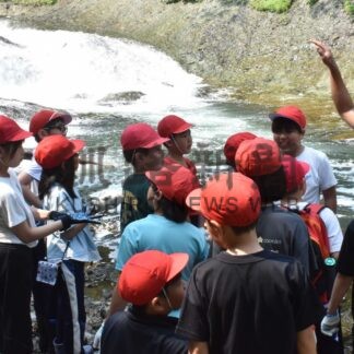 サクラマス遡上「頑張れ」　標津小児童、金山の滝で見学【標津】(2024-07-08)