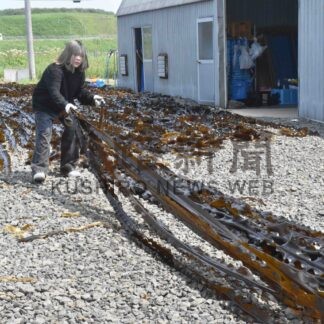 東海大生がコンブ干し体験　市がモニタリング事業開始【根室】(2024-07-19)
