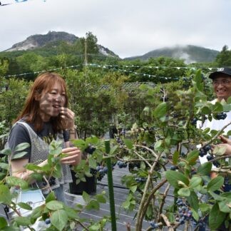 少人数でブルーベリー狩り　「ＢＢ Ｆａｒｍ」オープン【弟子屈】(2024-08-02)
