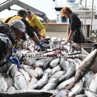 秋サケ初水揚げ　定置網漁、４・７㌧厳しく【白糠】(2024-09-08)