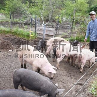 ストレスなく育つ「放牧豚」　モリマサ商店 生産３年目【釧路市】(2024-09-20)