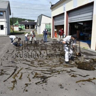 ホンダワラを牛の餌に　障害者も作業参加【標茶】(2024-09-23)