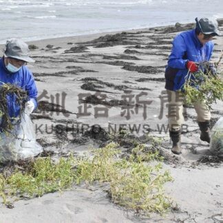 希少植物ウラギク守れ　根室ワイズユースの会春国岱で外来種駆除【根室】(2024-10-01)