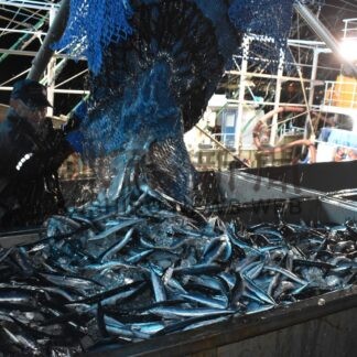 花咲港、サンマ５年ぶり１０００㌧迫る　釧路港でも初水揚げ(2024-09-26)