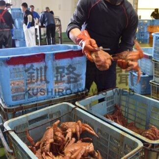 毛ガニ５１０㌔初水揚げ　大の価格は２．５割高【白糠】(2024-09-04)