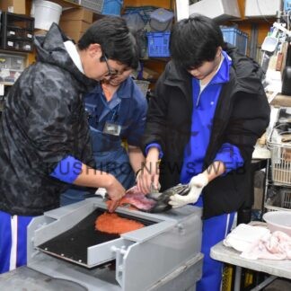 サケの特徴、仕組み学ぶ　標津高生が人工授精と解剖挑戦【標津】(2024-10-29)