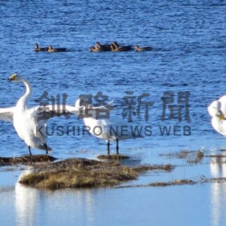 ハクチョウ１２年ぶり２０００羽超　今季第１回飛来調査【根室】(2024-10-29)