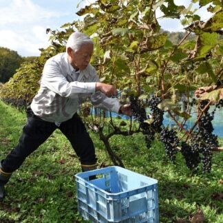 弟子屈産ワイン初醸造　町長も収穫、最高の仕上がり期待【弟子屈】(2024-10-10)