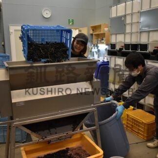 弟子屈産ワイン初醸造　町長も収穫、最高の仕上がり期待【弟子屈】_1(2024-10-10)