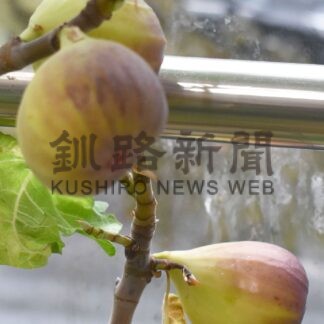 校内育ち イチジクたわわ　くしろせんもん学校 鉢植えに立派な実【釧路市】_1(2024-10-11)