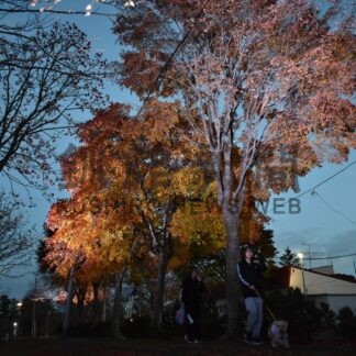 紅葉ライトアップ幻想的【標茶】(2024-10-23)