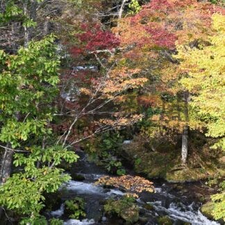 阿寒湖温泉周辺の紅葉見頃【釧路市】(2024-10-13)