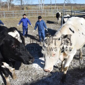 牛順調に成育一斉退牧　釧路新野牧場、夏期放牧終了で【釧路市】(2024-11-09)