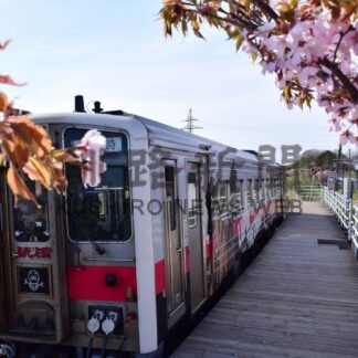 ＪＲ花咲線利用で宿泊増　市観光協会がアンケート【根室】(2024-11-13)