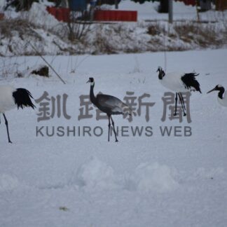 マナヅル２年連続で飛来　鶴見台、前回と同一個体か【鶴居】(2025-01-30)
