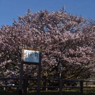釧根 桜めぐり　◇６【別海】　(2025-04-28)