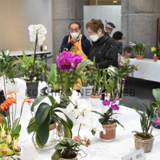 丹精込めた洋ラン並ぶ　釧路蘭友会展示会【釧路市】(2025-04-27)
