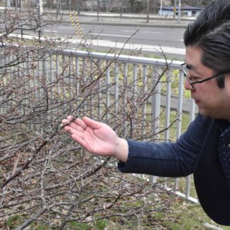 今季の桜観測開始　開花予想日は１０日、市と観光協会【根室】(2025-05-01)