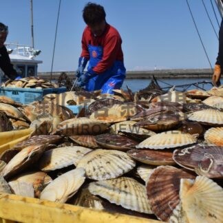 新漁場ホタテ漁解禁　根室港に２８．６㌧初水揚げ【根室】(2025-04-02)