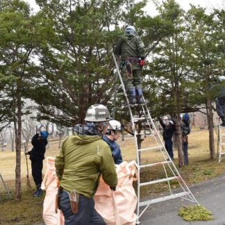 動物園の樹木剪定作業　釧路造園技能士会【釧路市】(2025-04-13)