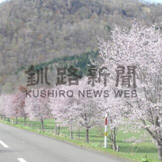 釧根 桜めぐり　◇７【白糠】(2025-04-29)