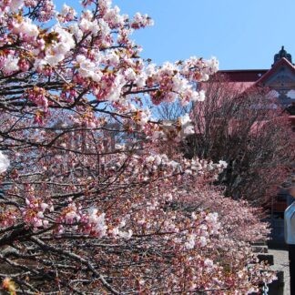 釧根 桜めぐり　◇８【根室】(2025-04-30)