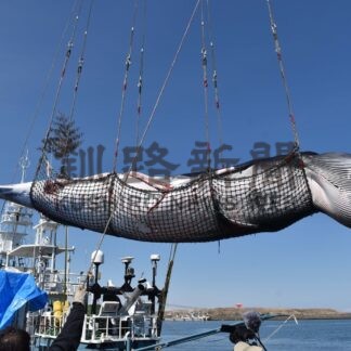 商業捕鯨ミンククジラ１頭初水揚げ　初日のオホーツク海沖【根室】(2025-04-02)