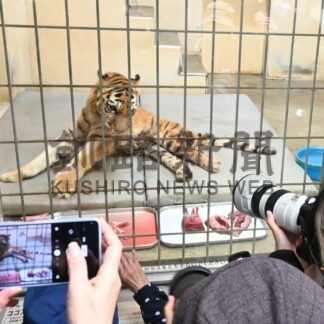 「ココア」１７歳お祝い　市動物園のアムールトラ【釧路市】(2025-05-25)