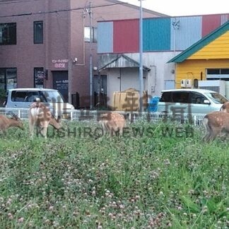 エゾシカ事故過去最多８３１件　２４年釧路総合振興局管内【釧路市】(2025-05-04)