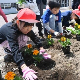 花いっぱいへ、花壇に160株植栽　大楽毛小児童【釧路市】(2025-05-28)