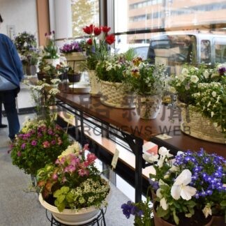 彩り豊か 寄せ植え展示　街のみどりパネル展【釧路市】(2025-05-21)