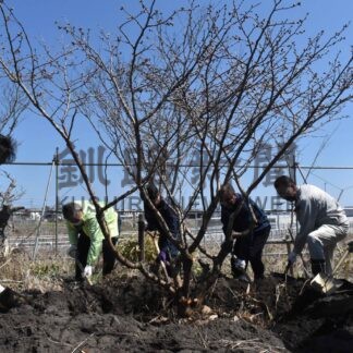 千島桜の成木２本植樹　歯舞地区マリンビジョン協【根室】(2025-05-11)