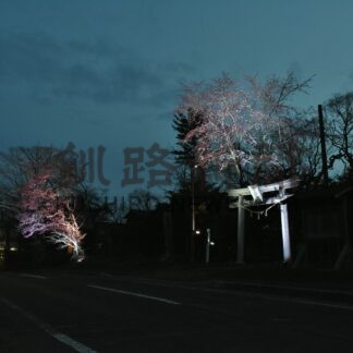 エゾヤマザクラ幻想的　川上神社、ライトアップ【標茶】(2025-05-11)