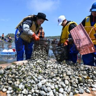アサリ堀りで自然に触れる　厚岸小と散布小【浜中、厚岸】_1(2025-05-31)