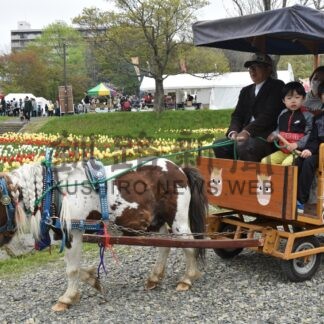 花やイベント満喫　くしろチューリップ＆花フェア【釧路市】(2025-05-25)