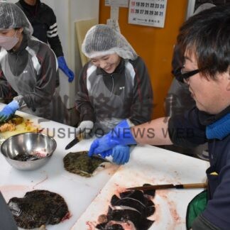 クロガレイさばきに挑戦　標津高生が体験【標津】(2025-05-18)