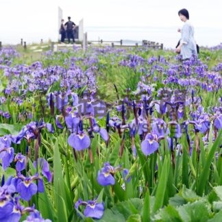 アヤメ見ながら特産品堪能を　２１日からまつり【厚岸】(2025-06-19)