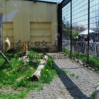 ココアありがとう　釧路市動物園のアムールトラ　17歳の生涯に幕【釧路市】_3(2025-06-21)