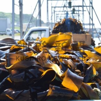 サオマエコンブ次々と水揚げ　釧路管内で漁始まる【釧路市】(2025-06-10)