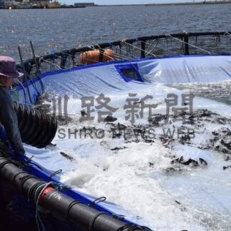海面養殖実証実験始まる　トラウトサーモン１万５０００匹投入【釧路市】(2025-06-06)