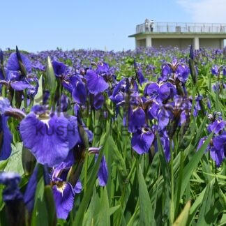ヒオウギアヤメ見頃　厚岸霧多布昆布森国定公園【厚岸】(2025-06-25)